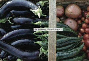 Basket of eggplants, cucumbers, and potatoes